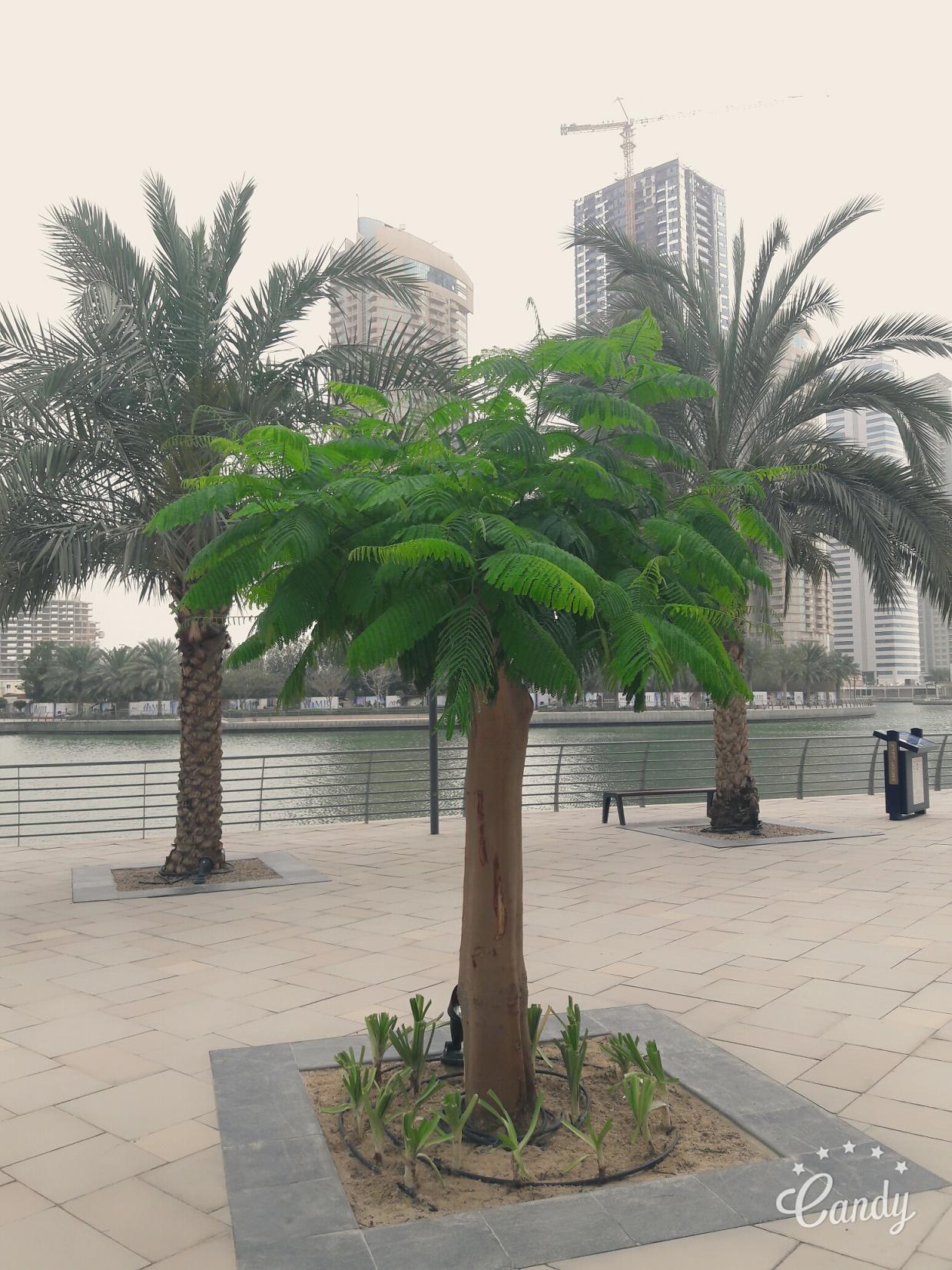Dubai 2017